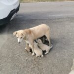 Ein heller Hund steht auf einer gepflasterten Straße, während fünf kleine Welpen unter ihm säugen. Die Gruppe befindet sich in der Nähe eines am Straßenrand geparkten weißen Autos, und im Hintergrund ist trockenes Gras zu sehen.