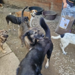 Eine Gruppe von Hunden verschiedener Rassen und Größen versammelt sich draußen in der Nähe leerer Futternäpfe, während eine Person eine große Tüte mit Hundefutter öffnet. Die Szene spielt sich in einem eingezäunten, mit Kies bedeckten Bereich neben einer Holzwand ab.