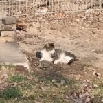 Eine grau-weiße Katze liegt in einem sonnigen Außenbereich in der Nähe eines Zauns und einiger Stufen auf dem Boden, umgeben von trockenen Blättern und Grasbüscheln.