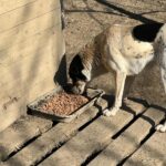 Ein schwarz-weißer Hund steht auf einem Holzpodest im Freien und frisst Trockenfutter aus einem großen rechteckigen Napf, der neben einer Holzwand steht.