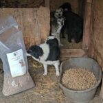 Vier Hunde in einem rustikalen Unterstand stehen hinter einer Tüte und einem Eimer mit trockenem Hundefutter. Die Umgebung scheint ein Tierheim oder ein Zwinger zu sein, in dem Stroh auf dem Boden verstreut ist.