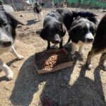 Mehrere schwarz-weiße Hunde stehen um eine mit Trockenfutter gefüllte Pappschachtel im Freien auf unbefestigtem Boden, wobei im Hintergrund ein Zaun und weitere Hunde zu sehen sind.