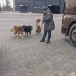Eine Person in grauem Mantel und Hut steht auf einer gepflasterten Fläche und hält eine Plastiktüte in der Hand, während sich drei Hunde aufgeregt nähern und ein vierter Hund hochspringt. In der Nähe ist ein brauner Lastwagen geparkt.