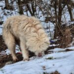 Ein flauschiger, heller Hund beschnüffelt den verschneiten Boden in einem Waldgebiet, in dem Grasflächen und kahle Äste zu sehen sind.