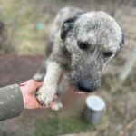 Ein zotteliger grauer Hund streckt seine Pfote nach der Hand eines Menschen im Freien aus. Der Hund blickt mit sanften Augen auf. Der Hintergrund ist unscharf und zeigt Gras, einige Holzbretter und einen Metallgegenstand.