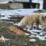 Ein großer, zotteliger weißer Hund frisst im Freien ein auf dem Boden verteiltes Futter, umgeben von Schneeflecken, Gras und verstreuten Trümmern. Im Hintergrund sind eine Straße und ein Schild zu sehen.