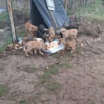 Eine Gruppe von Welpen versammelt sich um ein Tablett mit Futter, das neben einem Zaun und einer Plane auf dem Boden steht, und frisst gemeinsam auf einem schlammigen Fleck Erde.