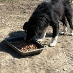 Ein schwarz-weißer Hund frisst Futter aus einem großen rechteckigen Tablett, das auf trockenem, staubigem Boden im Freien steht.