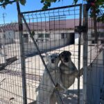 Zwei Hunde stehen auf ihren Hinterbeinen, lehnen sich gegen das Metalltor eines eingezäunten Geheges und schauen hinaus. Das Gehege befindet sich im Freien, mit etwas Schatten durch belaubte Äste darüber. Im Hintergrund sind Gebäude zu sehen.