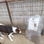 Zwei Hunde fressen Trockenfutter aus einem Metalltrog neben einer großen Tüte mit Hundefutter, die vor einem Drahtzaun und einer Betonmauer steht. Auf der Tüte sind das Bild eines Hundes und ein Text abgebildet.