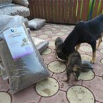 Eine Hundemutter und zwei Welpen fressen auf einer Terrasse aus Schüsseln. Große Tüten mit Hundefutter sind in der Nähe gestapelt, und eine Tüte mit dem Bild eines Hundes ist prominent im Vordergrund platziert. Im Hintergrund ist ein Holzzaun zu sehen.