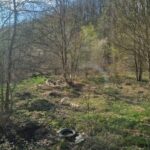 Eine Gruppe heller Hunde ruht auf einer grasbewachsenen, leicht abfallenden Lichtung, die von Bäumen umgeben ist, unter einem teilweise bewölkten Himmel. Ein alter Reifen und einige Trümmer sind im Vordergrund verstreut.