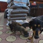 Eine Gruppe von Welpen frisst aus einem Napf in der Nähe eines Stapels großer Futtertüten mit der Aufschrift Tierheim Tierfutter Spenden und Helfen, mit einem erwachsenen Hund in der Nähe auf einem gepflasterten Außengelände.