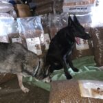 Zwei Hunde, ein schwarzer und ein grauer, sind von großen Tüten mit Tierfutter umgeben. Der schwarze Hund sitzt auf einer grünen Decke und gähnt, während der graue Hund den Boden beschnüffelt. Im Hintergrund sind Tüten mit Tierfutter gestapelt.
