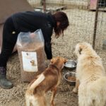 Eine schwarz gekleidete Person füllt in einem Tierheim mit Kiesboden und eingezäunten Gehegen Hundefutter in die Schüsseln für drei Hunde.