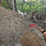 Ein großer Haufen trockenen Hundefutters liegt in einem Waldgebiet auf einem Erdhügel verstreut. Zwei Hunde stehen auf einem Erdhügel in der Nähe, während in der unteren rechten Ecke eine Person mit einer roten Leine in der Hand zu sehen ist.