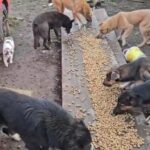 Mehrere Hunde und eine Katze fressen Trockenfutter, das auf Holzbrettern im Freien, in der Nähe von geparkten Fahrzeugen und einigen verstreuten Gegenständen in einem Hof ausgebreitet ist.