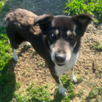 Ein schwarz-weißer Hund mit einem trüben Auge steht im Freien auf Gras und Erde und blickt im hellen Sonnenlicht in Richtung Kamera.