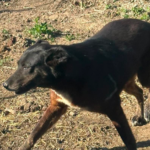 Ein schwarz-brauner Hund mit kurzem Fell läuft im Freien auf einem trockenen, sonnenbeschienenen Fleck mit spärlichen grünen Pflanzen.