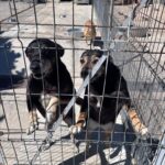 Zwei schwarze und braune Hunde stehen auf ihren Hinterbeinen hinter einem Metallzaun in einem Freigehege. Ein weiterer Hund ist im Hintergrund zu sehen. Der Boden ist aus Beton und die Umgebung ist sonnig.