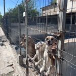An einem sonnigen Tag stehen mehrere Hunde auf ihren Hinterbeinen und drücken sich gegen die Gitterstäbe eines Metallgeheges in einem Tierheim im Freien, mit einem alten Gebäude und einem klaren blauen Himmel im Hintergrund.