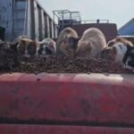Eine Gruppe von Katzen, die auf der Motorhaube eines roten Fahrzeugs gestapeltes Futter fressen, mit Industriecontainern und blauem Himmel im Hintergrund.