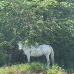 Ein weißes Pferd steht teilweise im Schatten eines grünen Baumes, durch dessen Äste das Sonnenlicht fällt. Das Pferd steht auf einem grasbewachsenen Boden neben einer gepflasterten Fläche.