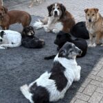 Acht Hunde verschiedener Rassen und Größen sitzen und liegen auf einem grauen Teppich, der auf einer gepflasterten Fläche im Freien liegt. Die Hunde haben unterschiedliche Fellfarben, darunter braun, schwarz, weiß und gemischte Muster.
