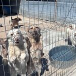 Zwei helle Hunde stehen auf ihren Hinterbeinen hinter einem Drahtzaun und schauen hinaus. Im Hintergrund sind andere Hunde zu sehen, und in der Nähe steht ein großer Wassernapf auf dem Betonboden in einem sonnigen Außengehege.