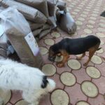 Zwei Hunde stehen auf einer gemusterten Fläche im Freien neben großen Beuteln mit Hundefutter. Ein braun-schwarzer Hund frisst aus einer Schüssel, während der andere weiße Hund in der Nähe steht und wegschaut.