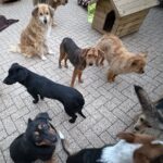 Eine Gruppe von sieben Hunden verschiedener Rassen und Größen steht auf einer gepflasterten Fläche in der Nähe einer hölzernen Hundehütte, einige von ihnen blicken in Richtung der Kamera.