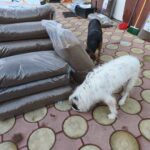 Zwei Hunde schnüffeln an großen Säcken mit Tierfutter, die auf einem gefliesten Außengelände in der Nähe eines Gebäudes mit grünen Wänden gestapelt sind. Im Hintergrund sind verschiedene Gegenstände, darunter Besen und Werkzeuge, zu sehen.