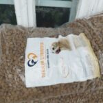 Ein durchsichtiger Plastikbeutel, gefüllt mit braunem Hundetrockenfutter, steht auf einer Fensterbank. Auf dem Etikett sind ein Hund und der Text TIERNAHR FUTTER sowie weitere Produktangaben abgebildet.