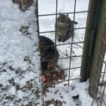 Zwei getigerte Katzen befinden sich in einem verschneiten Außenbereich hinter einem grünen Metalltor. Eine Katze frisst von einem Haufen Futter auf dem Boden, während die andere im Schnee sitzt und zusieht. Der Schnee bedeckt den Boden und das Tor.