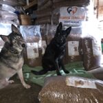 Zwei Hunde sitzen auf einer grünen Decke vor großen Tüten mit Hundefutter, die in einem Lagerraum gestapelt sind. Die Tüten tragen ein Logo mit zwei Tiergesichtern und dem Text Tierheim Tierfutter.