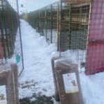 Große Tüten mit Hundefutter liegen auf einem verschneiten Weg neben Hundezwingern aus Metall, deren Tore geöffnet sind und in denen mehrere Hunde zu sehen sind. Der Himmel ist bewölkt.