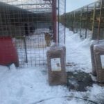 Ein Hund steht hinter dem Tor eines Zwingers im Freien, umgeben von Schnee. Große Tüten mit Hundefutter liegen vor dem Tor auf dem verschneiten Boden. Weitere Zwinger säumen den Hintergrund.