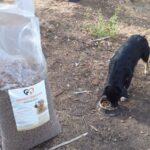 Zwei Hunde fressen aus Näpfen auf trockenem Boden im Freien, mit einer großen Tüte Hundefutter mit der Aufschrift "Tierheim Tierfutter" im Vordergund. Im Hintergrund sind Bäume und spärliches Gras zu sehen.