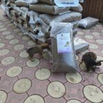 Zwei Welpen fressen auf einer gefliesten Fläche neben einer großen Tüte Hundefutter von verschüttetem Trockenfutter. Dahinter stapeln sich Säcke mit Tierheim-Tierfutter.