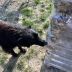 Ein schwarzer Hund schnüffelt an einem großen, in Plastikfolie eingewickelten Stapel Brennholz im Freien auf einer grasbewachsenen, felsigen Fläche. Nur die Beine eines anderen hellen Hundes sind im Hintergrund zu sehen.