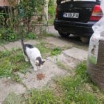 Eine weiß-graue Katze frisst Trockenfutter, das auf dem Boden in der Nähe einer Einfahrt verstreut liegt. In der Nähe stehen ein schwarzes Auto mit lesbarem Kennzeichen, Pflanzen und ein großer Sack Katzenfutter. Die Szene spielt sich im Freien neben einem Haus ab.