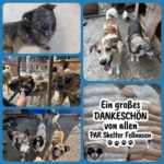 Eine Collage zeigt glückliche Tierheimhunde hinter Zäunen, die gestreichelt werden, Säcke mit Hundefutter sowie eine Botschaft auf Deutsch, in der sich das PAR Shelter Fellnasen mit einer Pfotenabdruck-Grafik bei den Unterstützern bedankt.