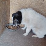 Ein mittelgroßer weißer Hund mit schwarzen Abzeichen sitzt in einem Holzgehege und frisst Trockenfutter aus einem runden Napf, der in der Ecke auf dem Boden steht.