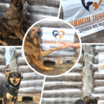 Vier Fotos von Hunden neben verpackten Paletten mit Tierfutter, die mit der Aufschrift „Tierheim Tierfutter – Spenden und Helfen“ versehen sind; auf einem der Fotos reicht ein Hund einer menschlichen Hand die Pfote.