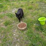 Eine schwarze Katze geht auf eine mit Trockenfutter gefüllte Schüssel zu, die auf dem Rasen steht. Daneben liegen ein kleiner grüner Plastikbehälter und ein Feuerzeug auf dem Boden.