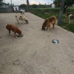 Mehrere Hunde verschiedener Rassen und Größen fressen aus Näpfen, die auf einer Betonfläche im Freien in der Nähe eines Zauns und einer Grasfläche stehen.