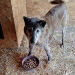 Ein grau-brauner Hund mit gespitzten Ohren steht auf dem mit Stroh bedeckten Boden neben einer Schüssel mit Trockenfutter und blickt in Richtung der Kamera. Links ist eine Holzkonstruktion zu sehen.