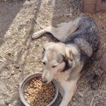 Ein großer Hund mit schwarzem und hellbraunem Fell liegt in einem sonnigen Außenbereich auf dem Boden neben einem mit Trockenfutter gefüllten Napf. Der Boden ist mit Stroh, Erde und kleinen Steinen bedeckt.
