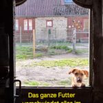 Ein brauner Hund steht mit seinen Vorderpfoten an einer Stalltür und schaut hinein. Im Hintergrund sind ein Bauernhaus und ein eingezäunter Hof zu sehen. Der deutsche Text am unteren Rand lautet: Das ganze Futter verschwindet alles im Lager!.