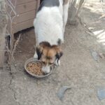 Ein großer Hund mit weißem, schwarzem und braunem Fell frisst Trockenfutter aus einem Napf, der auf dem Boden neben einer hölzernen Hundehütte in einem unbefestigten Hof steht.